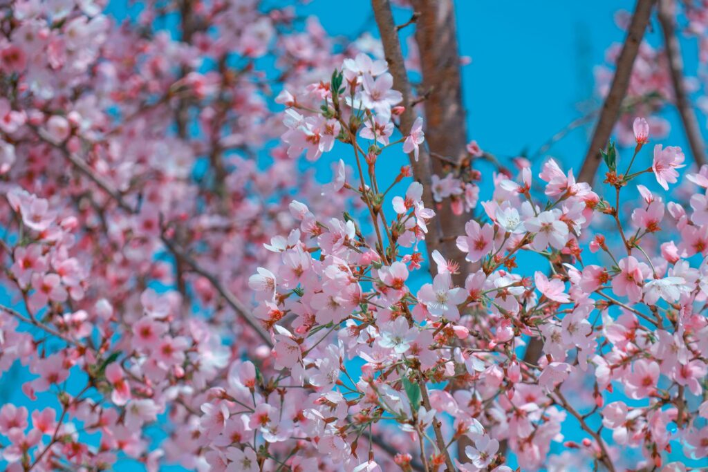 pexels photo 31281690 31281690 Beautiful cherry blossoms in full bloom against a vibrant blue spring sky.